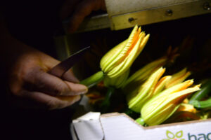 Mains déposant délicatement une fleur de courgette jaune coupée dans un cageot