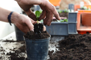 Mains plantant un jeune semis vert dans un pot de terre